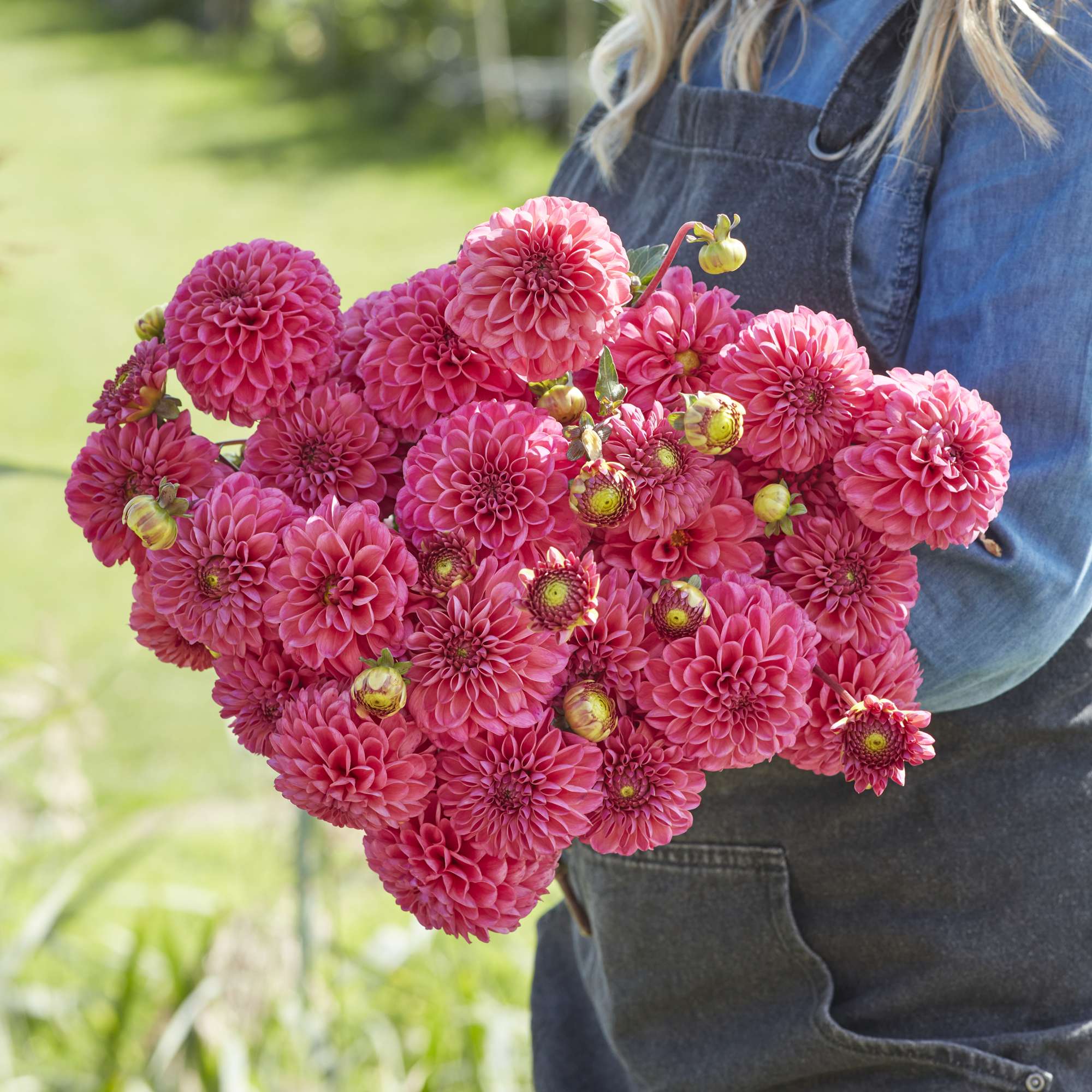 Dahlia 'Bazuin Pink'